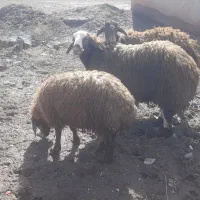 بره گوسفند جوان نر و ماده درجه یک