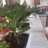 گل  طبیعی  خوش رنگ قیمت دانه ۲۰۰ هزار ت|گل و گیاه طبیعی|اسلام‌‌آباد غرب, |دیوار