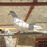 شکار همه دونسته با پرش و پرس