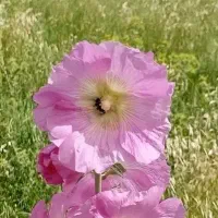 کاه لوبیا