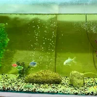 آکواریوم شیشه خم شرکتی