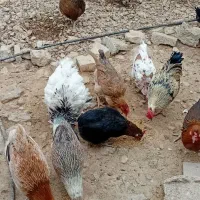 مرغ و خروس محلی اصل