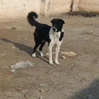 توله لاس یکساله