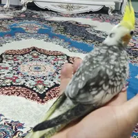 مولد خوب|پرنده|ماهدشت, |دیوار