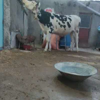 گاو  .گوساله  پروری بهترین خوراک گوشتی مال قصاب|حیوانات مزرعه|تبریز, |دیوار