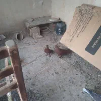 یک جفت کفتر سرخ نره و ماده|پرنده|قم, آزادگان|دیوار