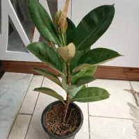 گل و گیاه آپارتمانی|گل و گیاه طبیعی|مشهد, کشف|دیوار