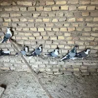 دمگیر دستگردی