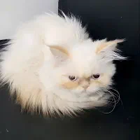 فروش گربه پرشین سفید