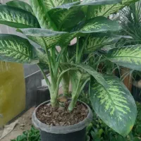 گل وگیاه اپارتمانی وباغچه ای|گل و گیاه طبیعی|اهواز, کوی ملی راه|دیوار