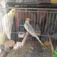 عروس هلندی مولد و نرو ماده