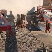 سگ نر پیرپت|سگ|کرمانشاه, |دیوار