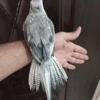 عروس هلندی نر  دستی|پرنده|قم, جمکران|دیوار