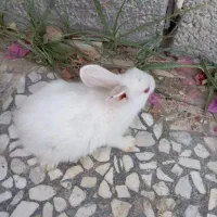 خرگوش|موش و خرگوش|ایرانشهر, |دیوار