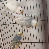 مرغ عشق رینبو|پرنده|رودسر, |دیوار