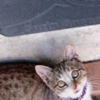 گمشده