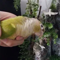 طوطی گرینچیک|پرنده|احمدآبادمستوفی, |دیوار