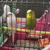 مرغ عشق|پرنده|قزوین, |دیوار