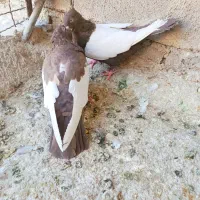 نرو ماده چیش چنگ سفید|پرنده|شیراز, دروازه قران|دیوار