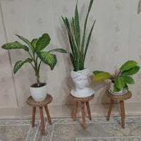 گل باگلدان همراه استند