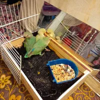 فروش طوطی برزیلی فول دستی