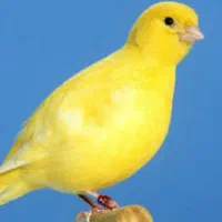 قناری فایف فنسی و سوپر