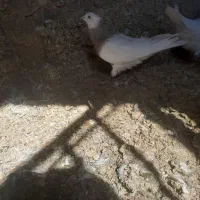 ماده درشت و زیبا واشر ی|پرنده|کنگاور, |دیوار