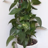 گلهای اپارتمانی با قیمت مناسب|گل و گیاه طبیعی|آشخانه, |دیوار