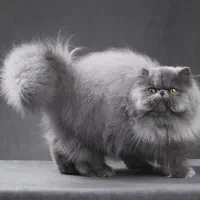 واگذاری گربه خانگی پرشین