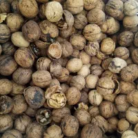 گردو پوست کاغذی|عمده‌فروشی|مشهد, کارمندان دوم|دیوار