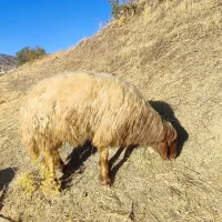 شک دو شیر درجه یک|حیوانات مزرعه|جوانرود, |دیوار