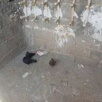 کبوتر طوقی درجه یک|پرنده|جم, |دیوار