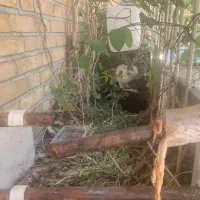دوتا خرگوش باهم واگذار میشه