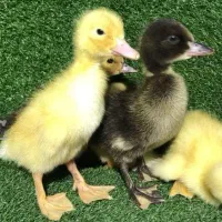 اردک و جوجه