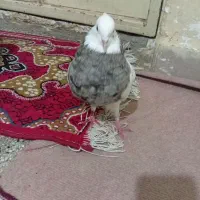 کبوتر طوقی هفت رنگ درجه یک|پرنده|سوسنگرد, |دیوار