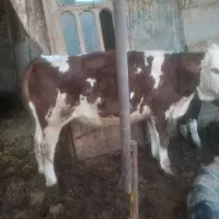 فروش تلیسه سیمینتال قرمز شرابی|حیوانات مزرعه|سیمین شهر, |دیوار