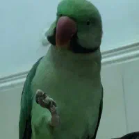 شاه طوطی سخنگو