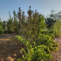 باغ|فروش دفتر صنعتی، کشاورزی، تجاری|لالجین, |دیوار