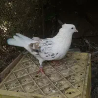 پشتی پشت سور|پرنده|کهنوج, |دیوار