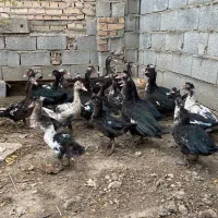 اردک خارجی|حیوانات مزرعه|القجر, |دیوار