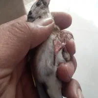 جوجه سهره