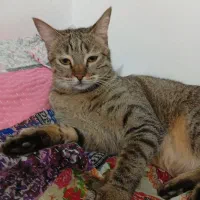 واگذاری میکنم بصورت رایگان