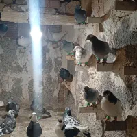 ۱۷تا|پرنده|سبزوار, کاشفی شمالی (دادگستری)|دیوار