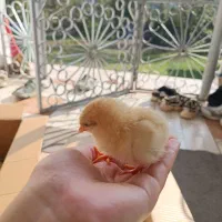 جوجه گلپایگان یک روزه بدون تلفات تضمینی