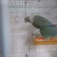 گرینچیک|پرنده|مشهد, رده|دیوار