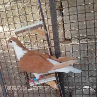 نقره ای پلنگ و شیرازی زرد