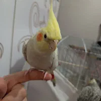 عروس هلندی طلایی|پرنده|سراب, |دیوار