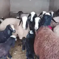 دوقولو برای فروش قوچ شال گوسفند ماده