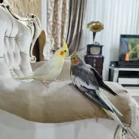 عروس هلندی|پرنده|کرج, اخگرآباد|دیوار