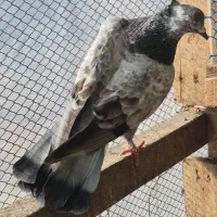 کبوتر|پرنده|رشت, جانبازان|دیوار